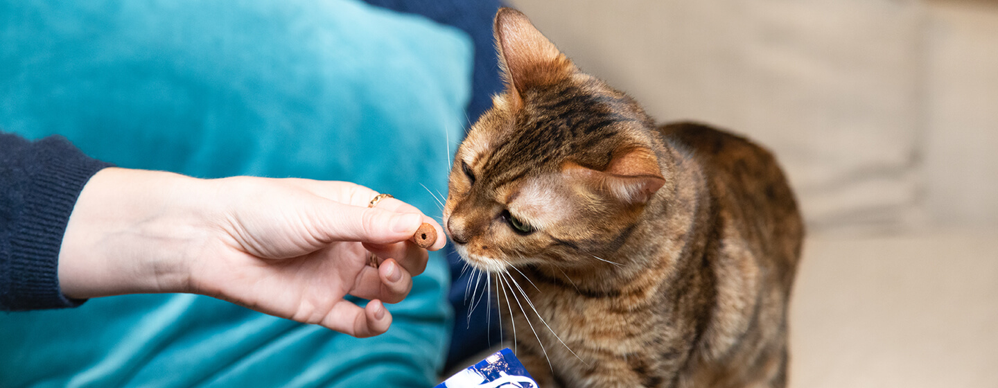 Kitten treats hotsell for training